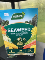 Seaweed